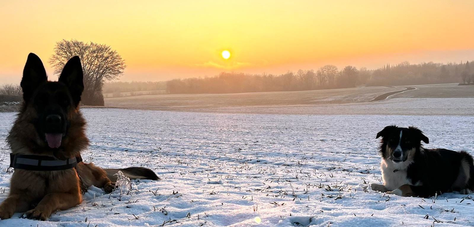 Berger allemand et border collie allongés dans un champ enneigé au coucher du soleil