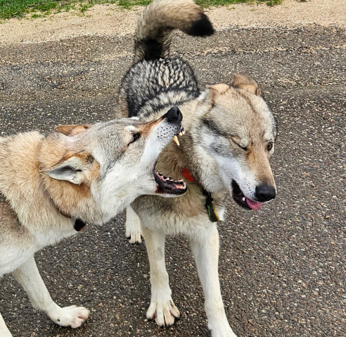 Deux chiens se montrant les crocs dans une posture agressive