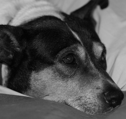 Chien allongé au regard anxieux