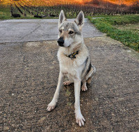 Chien en position assise pendant une séance