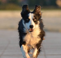 Border collie pendant un exercice de rappel