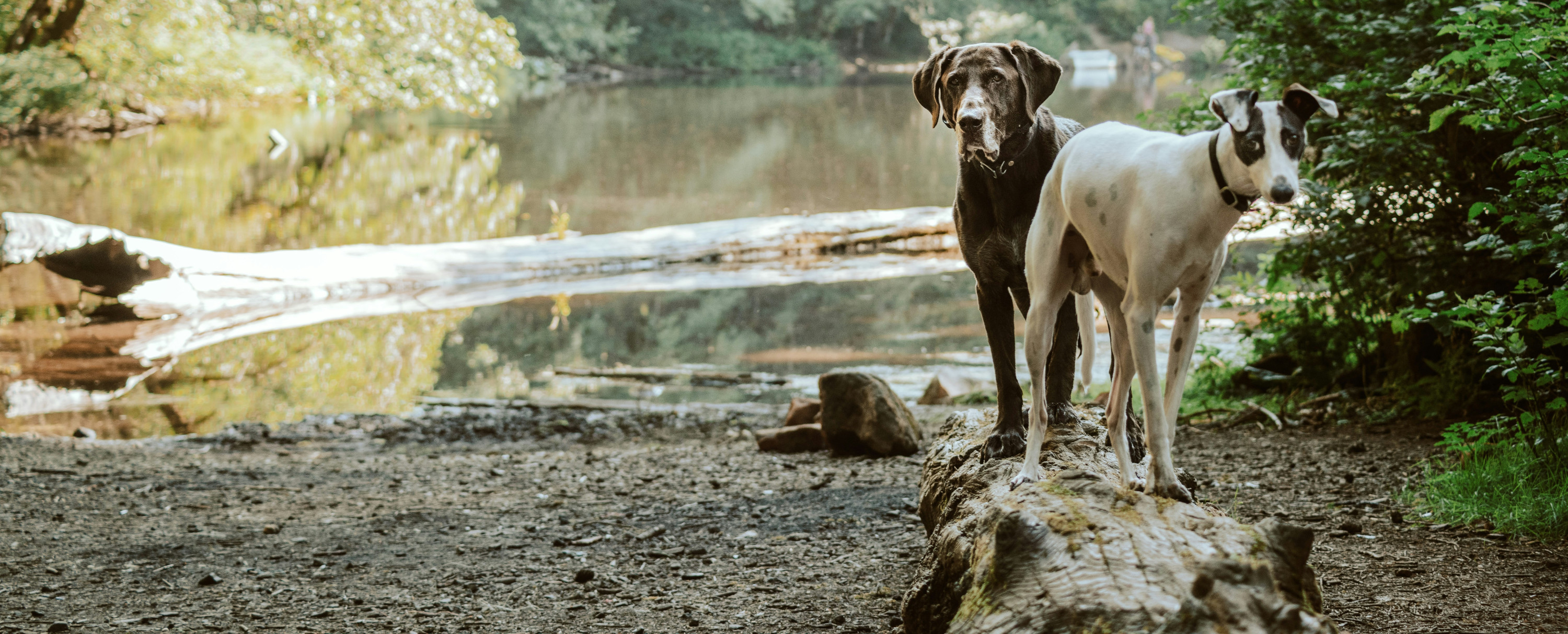 Deux chiens debout sur un tronc au bord d'un point d'eau