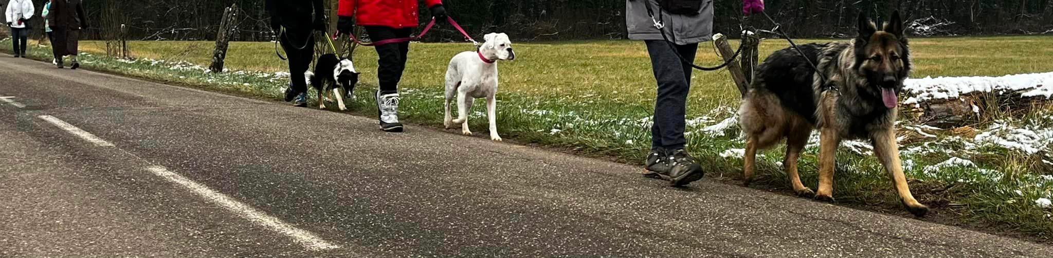 Balade éducative avec plusieurs chiens tenus en laisse
