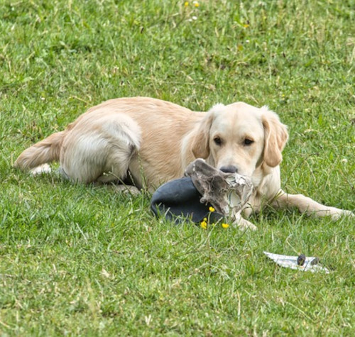 Chien allongé dans l'herbe mâchouillant une chaussure