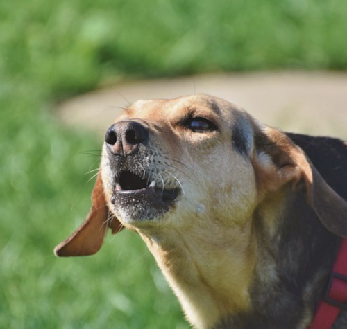 Chien aboyant, gueule ouverte et oreilles en arrière