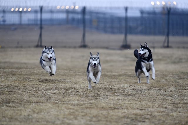 Séance d'éducation canine dans le Jura