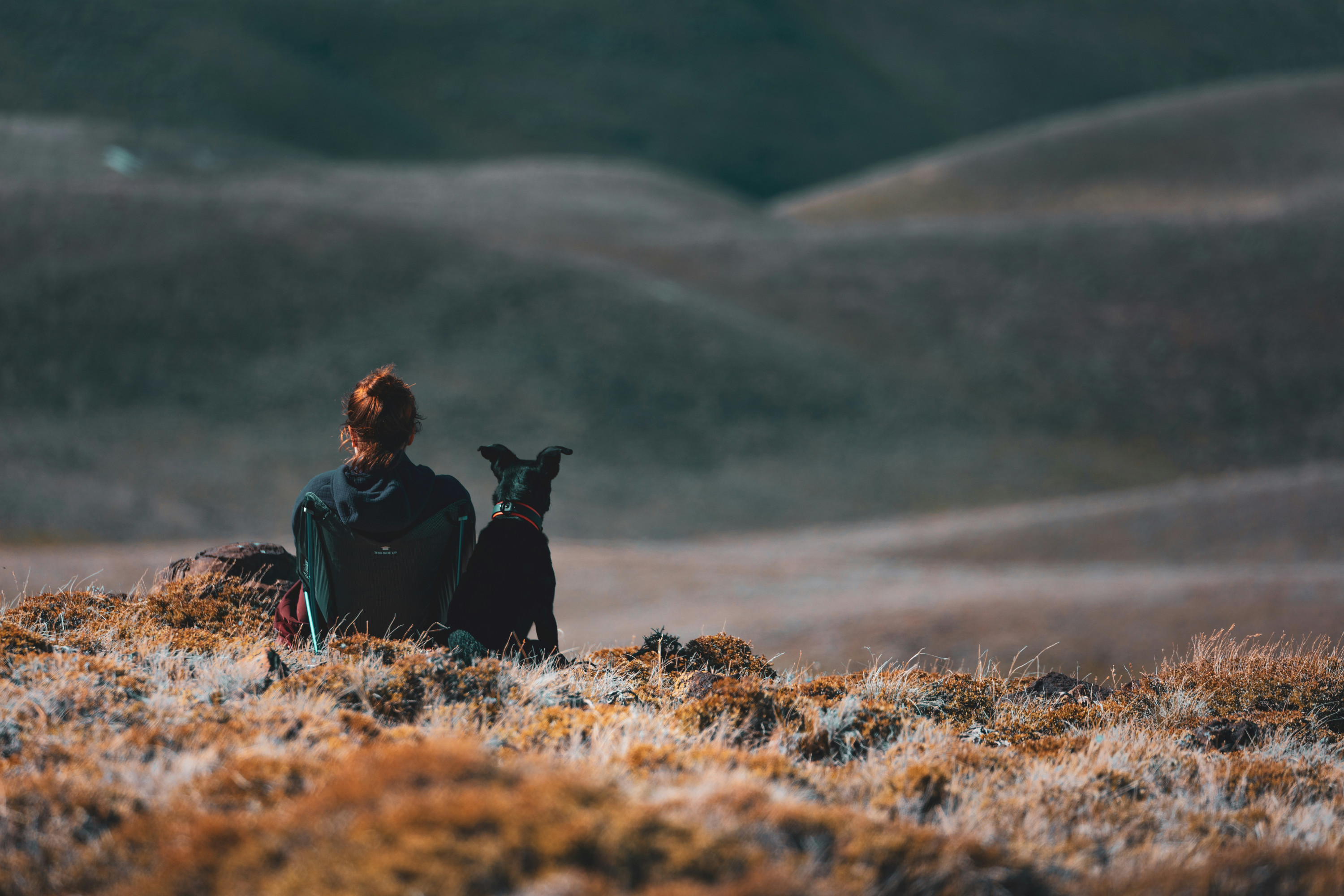 Un maître et son chien côte à côte face au paysage