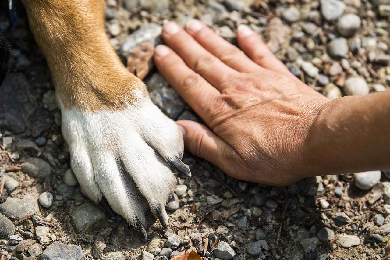Patte de chien posée à côté d'une main humaine