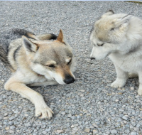 Chiens jouant ensemble lors d'une séance de socialisation