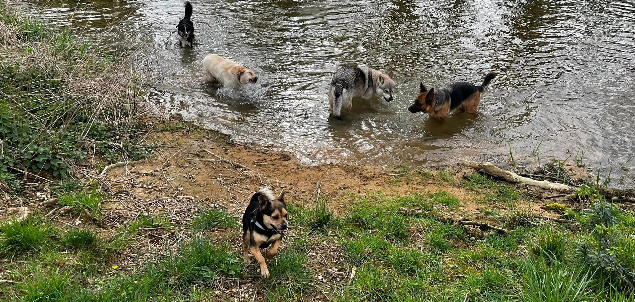 Plusieurs chiens jouant ensemble dans une rivière