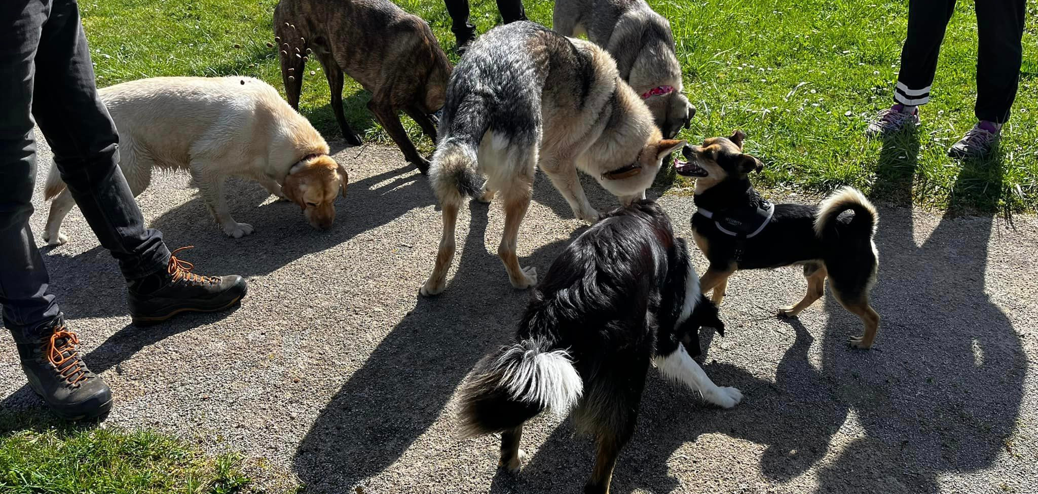 Groupe de chiens se sociabilisant lors d'une balade collective
