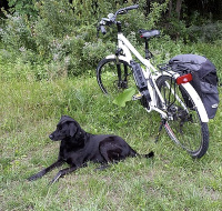 Balade à vélo accompagnée d'un chien
